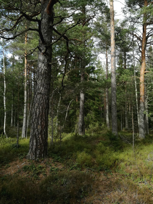 Sanat vastaan teot – tosiseikkoja Hanikan luontoalueen&nbsp;kaavoituksesta