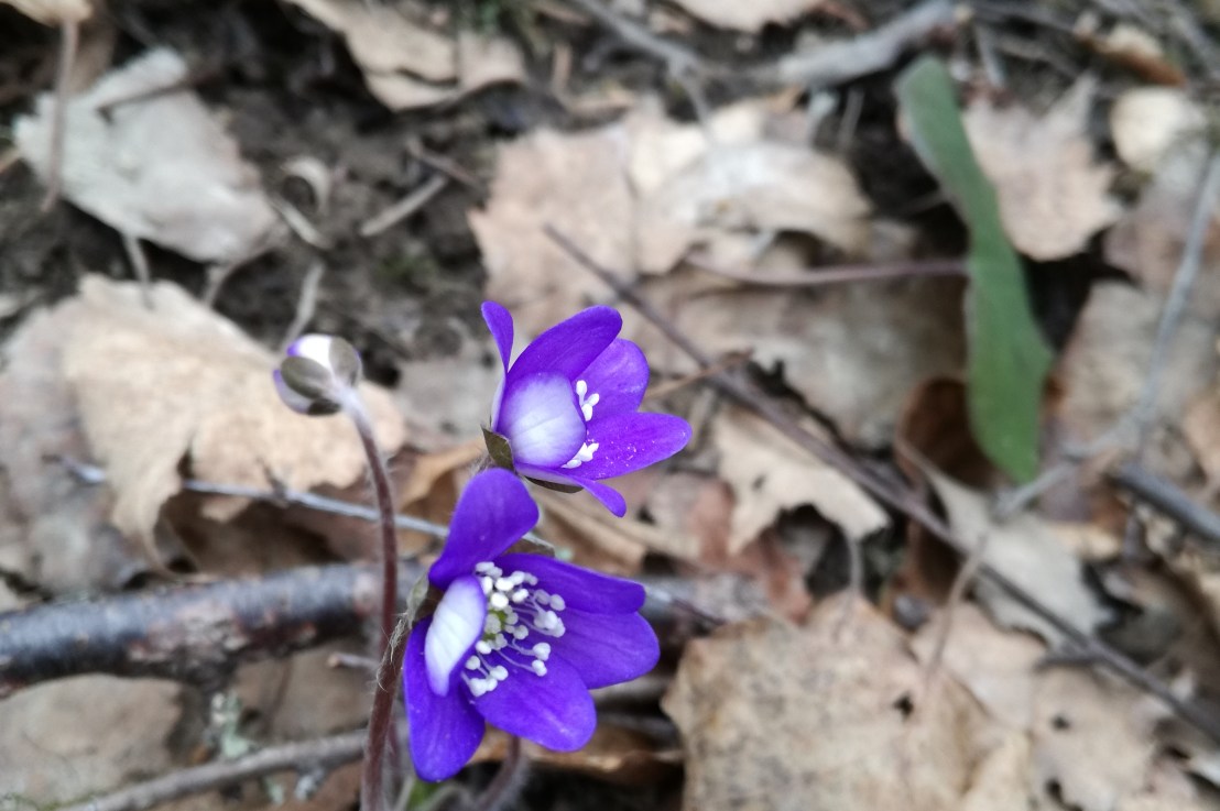 401 ääntä – valtuustotyö&nbsp;jatkuu!