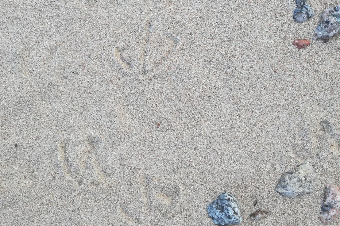 Valtuustopuhe lajikadon ja uhanalaisuuskehityksen hillitsemisestä&nbsp;Espoossa