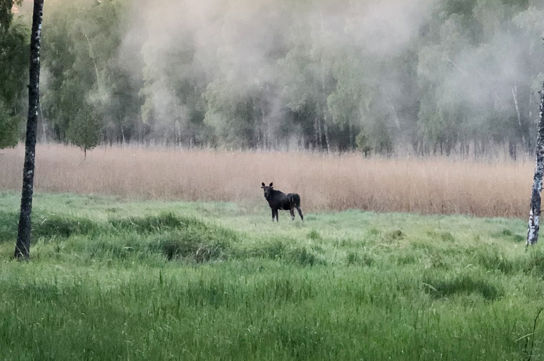 Luontohaitat on hyvitettävä: Valtuustoaloite vapaaehtoisesta ekologisesta kompensaatiosta asemakaavoituksessa