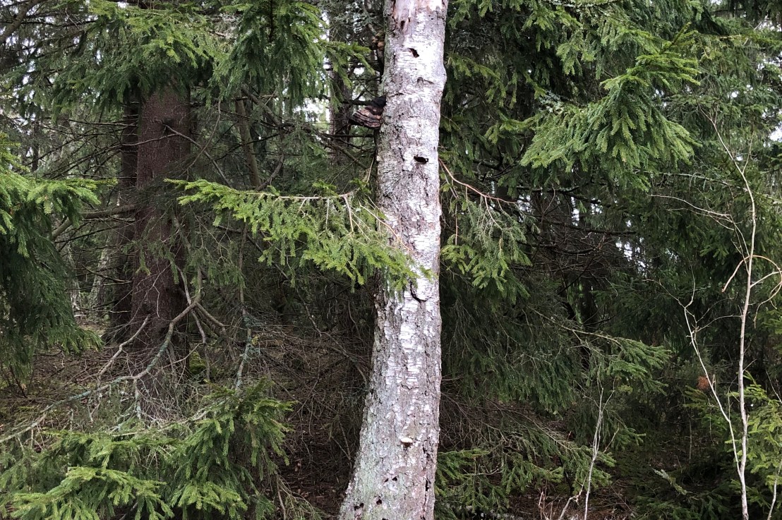 Ei avohakkuita Velskolaan