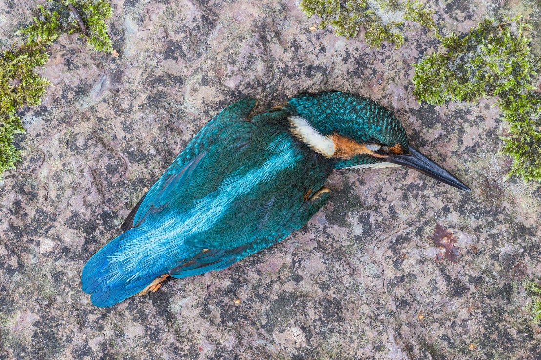 Lintuturvallinen rakentaminen etenee&nbsp;Espoossa