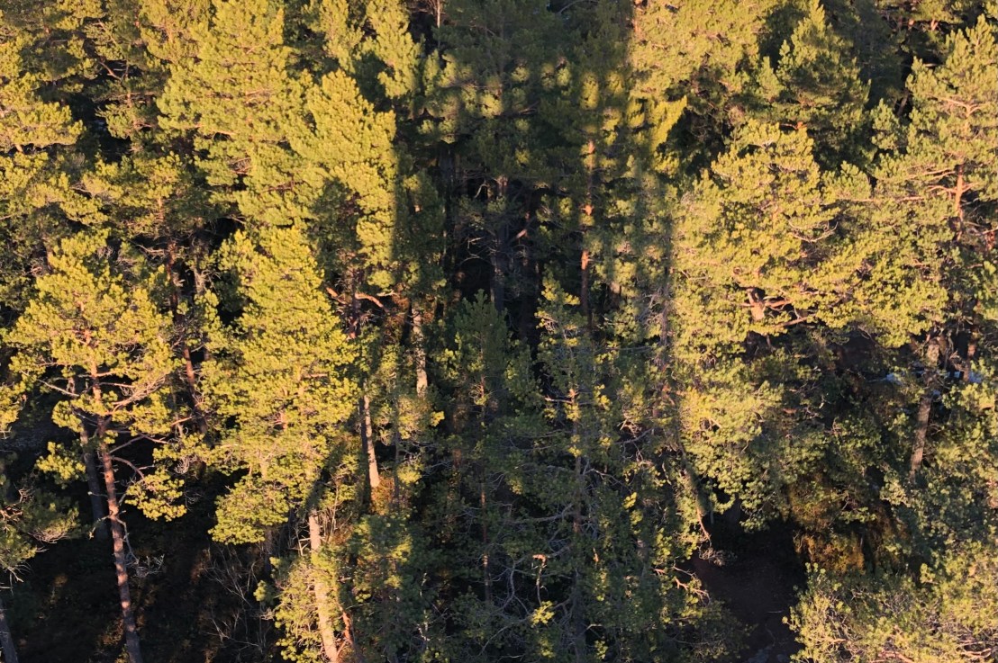 Valtuustoaloite vapaaehtoisesta ekologisesta kompensaatiosta Espoossa: homma&nbsp;etenee