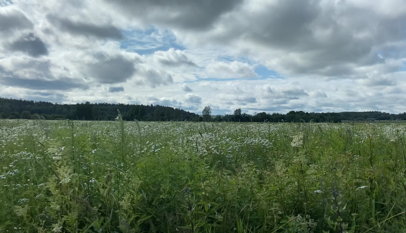 Valtuustoaloite monimuotoisuuspeltojen perustamisesta linnuille